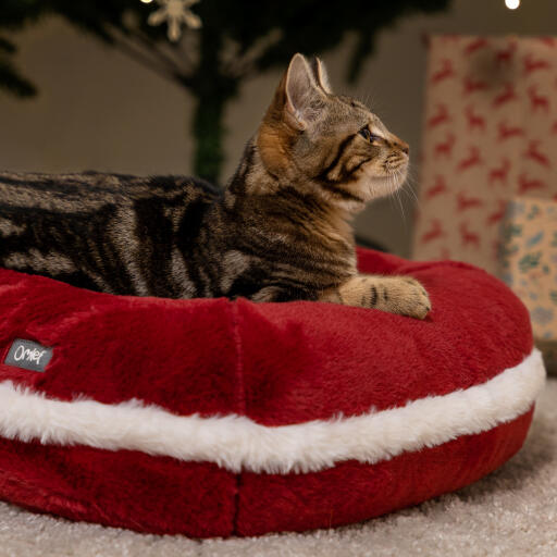 Kattunge i Omlet jul kattbädd