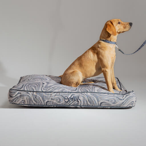 Hund i en designad hundbädd med kudde och matchande halsband och koppel i grå design