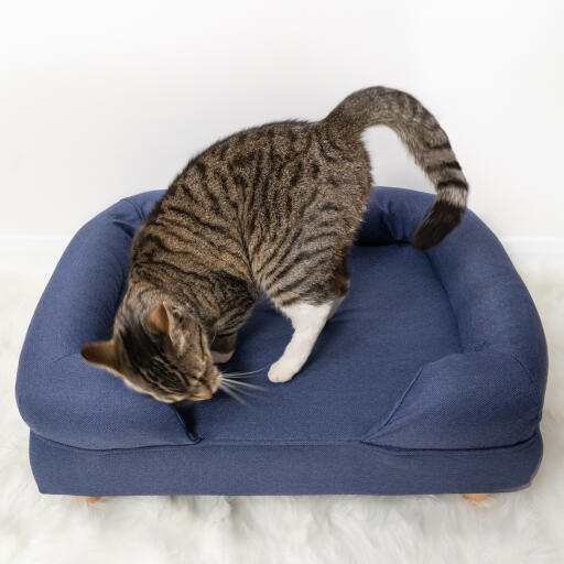 Söt katt som myser på midnattsblå skumkattbädd