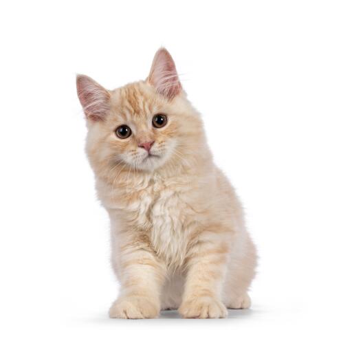 Söt rödbrun cymric kattunge mot en vit bakgrund