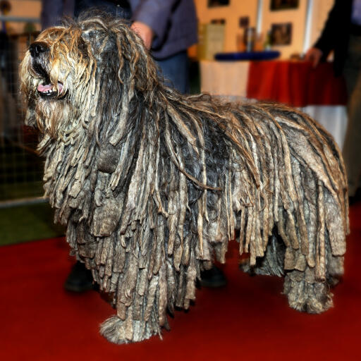 En frisk vuxen bergamasco har en distinkt, snörig päls.