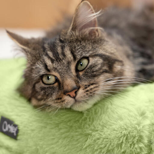 Kattprov