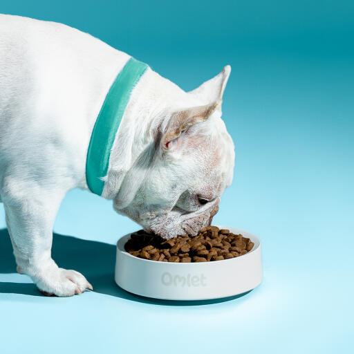 Vit fransk bulldogg som äter ur en Omlet hundskål i krita