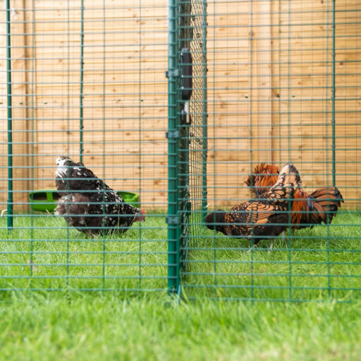 Kycklingar som pickar i marken i ett utomhusutrymme