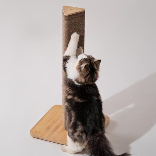 Fluffy cat scratching hög Stak scratcher