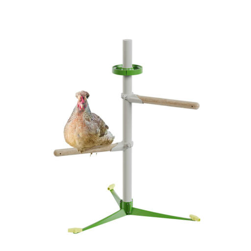 Kyckling i det fristående perch-systemet fjäderkit