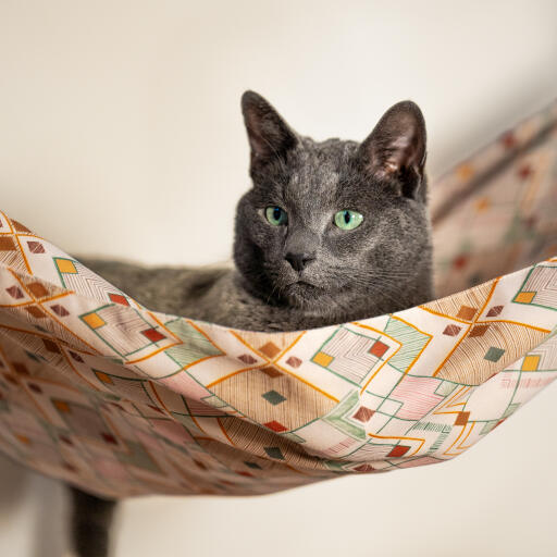 Katt som tittar ut från en inomhusmiljö Freestyle kattstol