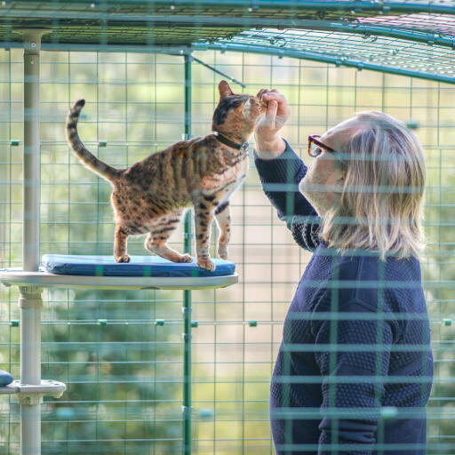 Man och katt i en kattinhägnad som njuter av det personliga kattträdet för utomhusbruk