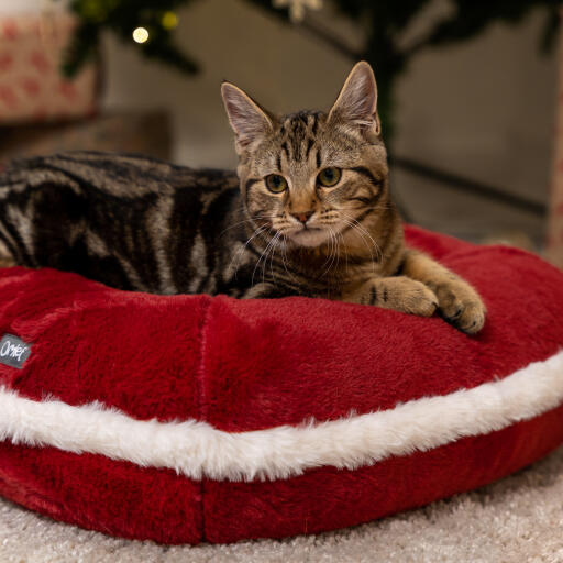 Kattunge i Omlet jul kattbädd