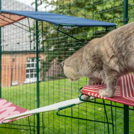 Katt klättrar från röd katthylla utomhus till vit katthylla utomhus i Omlet catio