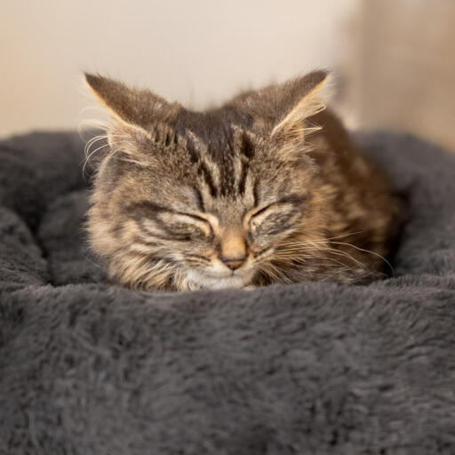 Din katt förtjänar en god natts sömn och den här supermjuka kattsängen i plysch erbjuder det...och mer!