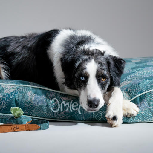Hund som vilar i en stor kudde i en hundbädd