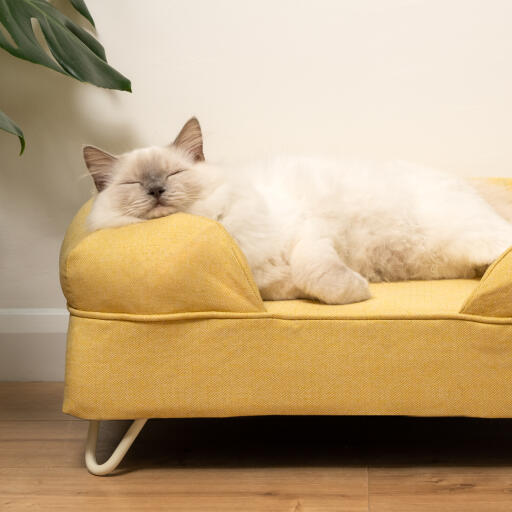 Söt fluffig vit katt som sover på gul kattbädd med vita hårnålsfötter