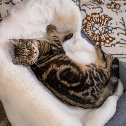 Luxury faux fårskinn katt filt
