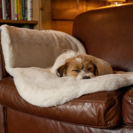 Luxury fårskinn hund filt