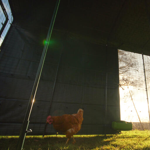En kyckling i sin löpbox med ett kraftigt skydd