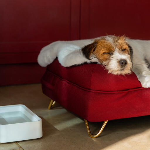 Hund sover på sin bolster hund säng