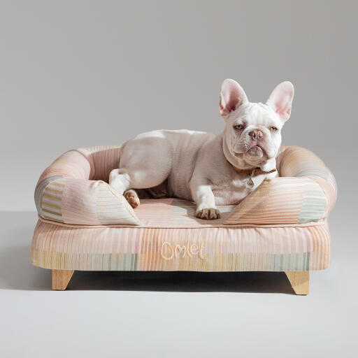 En fransk bulldogg som slappnar av i pawsteps naturliga bolster hund säng