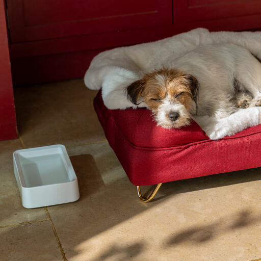 Hund sover på sin bolster hund säng