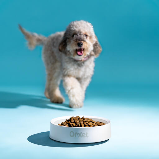 Hund som närmar sig en hundskål med mat i färgkrita
