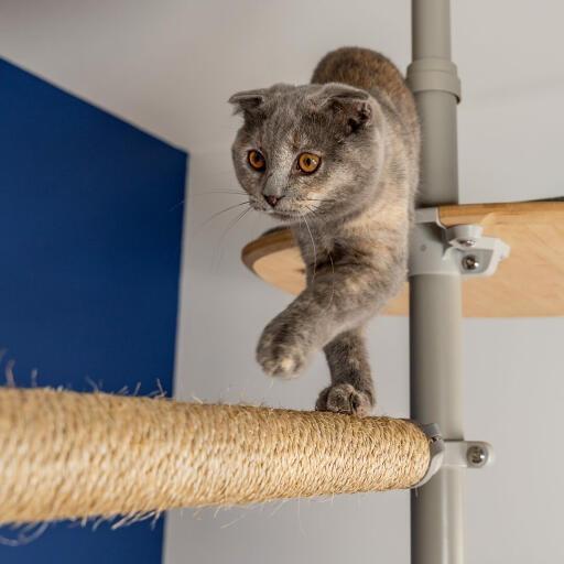 En katt som går längs en horisontell stolpe i ett kattträd