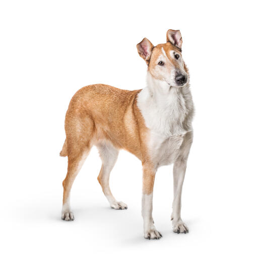 Smooth-collie-on-white-background