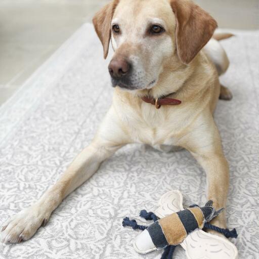 Hund med hundleksak bi