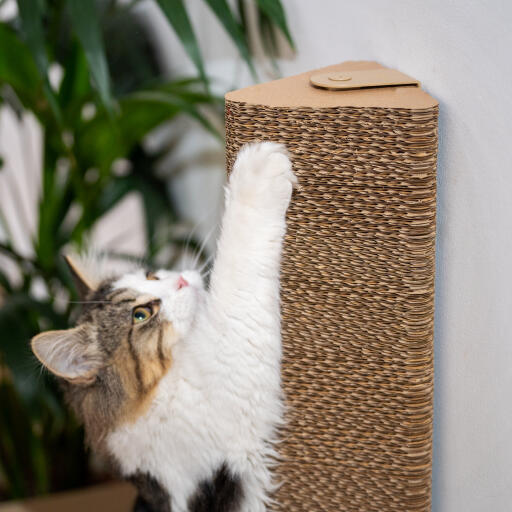 Katten leker med den väggmonterade klösbiten.