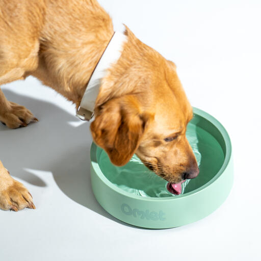 Retriever som dricker ur en Omlet hundskål i färgen sage