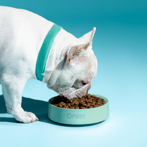 Vit fransk bulldogg som äter ur en Omlet hundskål i salvia