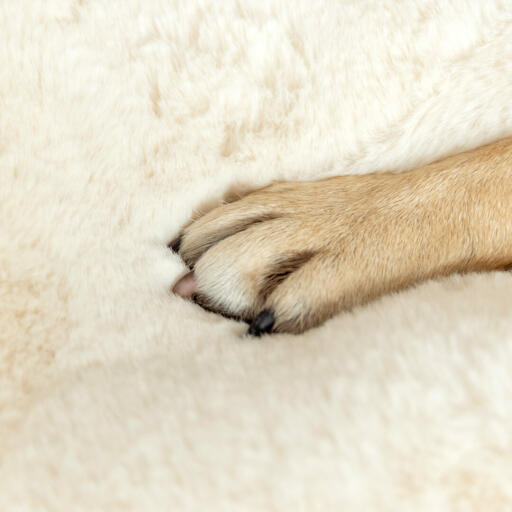 Närbild av hundtass på Omlet Topology fårskinnsöverdrag