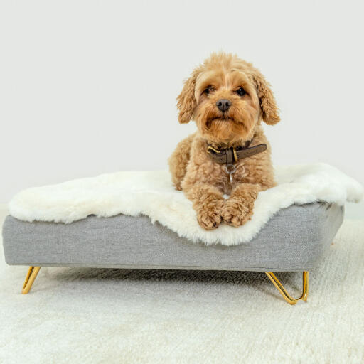 De här lyxiga och blanka benen i guld finns både som spännben och skenor, och de kommer att ge hundsängen en elegant touch.