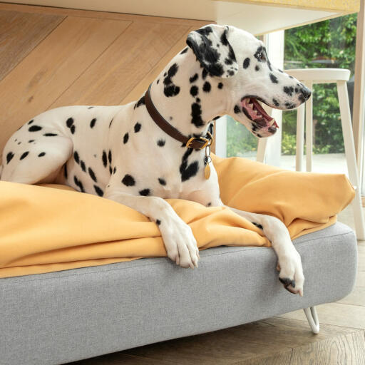 Dalmatinerhund sitter på Omlet Topology hundbädd med sittsäck och vita hårnålsfötter