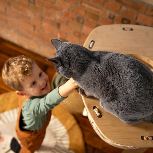 Liten pojke som sträcker sig upp till en katt i en inomhus Freestyle katthängmatta