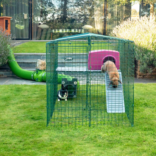 Omlet Zippi kaninlekpark med Zippi plattformar, lila Zippi skydd, Zippi tunnel och kaniner.