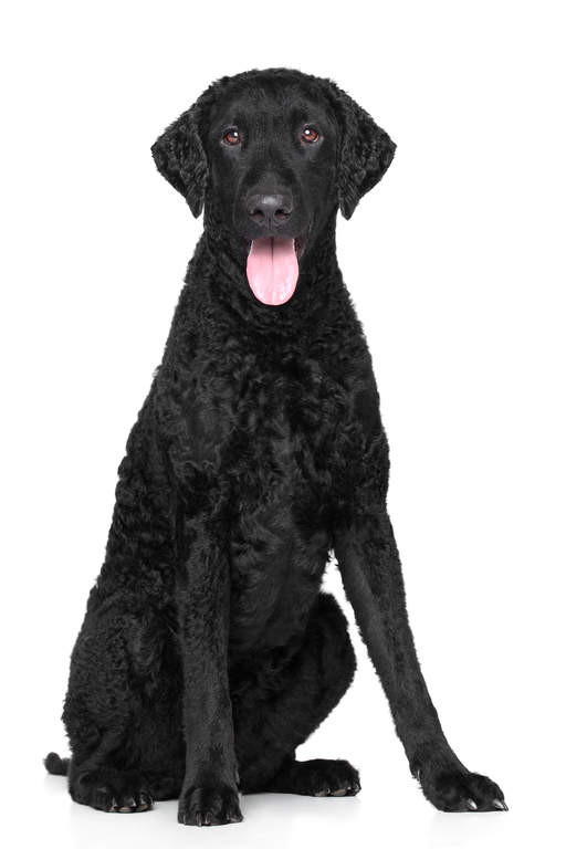 curly coated retriever temperament
