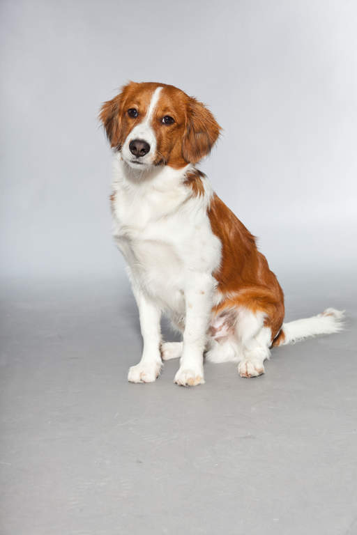 Nederlandse kooikerhondje | Hundar | Rasinformations | Omlet