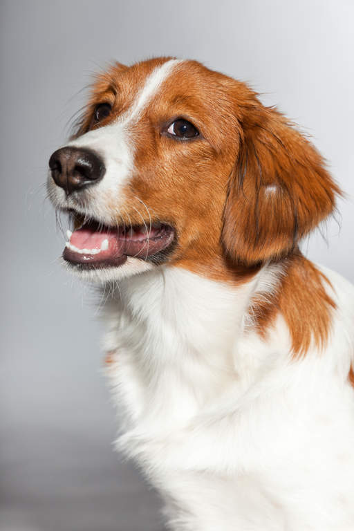 Nederlandse kooikerhondje | Hundar | Rasinformations | Omlet