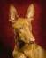 En närbild av en faraohunds vackra korta päls och stora, spetsiga öron.