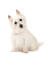 En nyfiken liten west highland terrier med en vacker, lång, vit päls.
