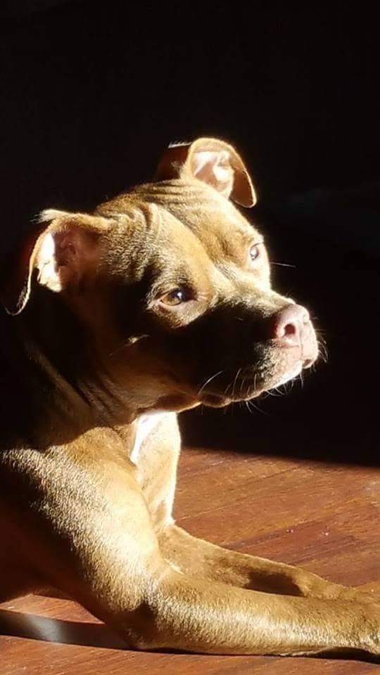 Staffordshire Bullterrier Hundar Rasinformations Omlet Staffordshire Bullterrier Hundar Rasinformations Omlet