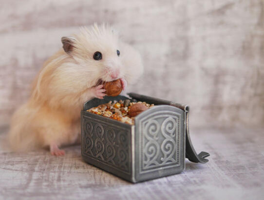 Kindpåsar för hamster. Kindpåsar för hamster.