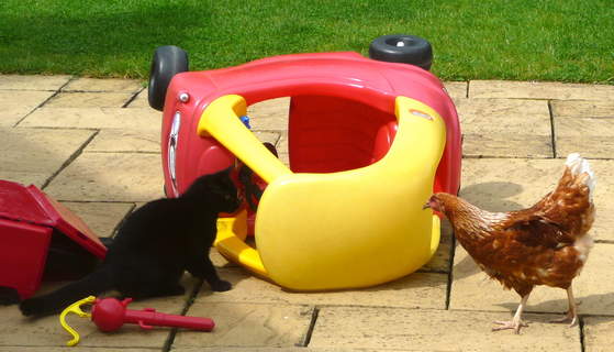 En ung svart katt lär känna en av Omlets Gingernut Rangers