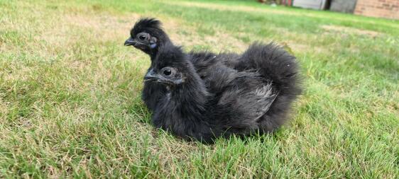 Silkie-par