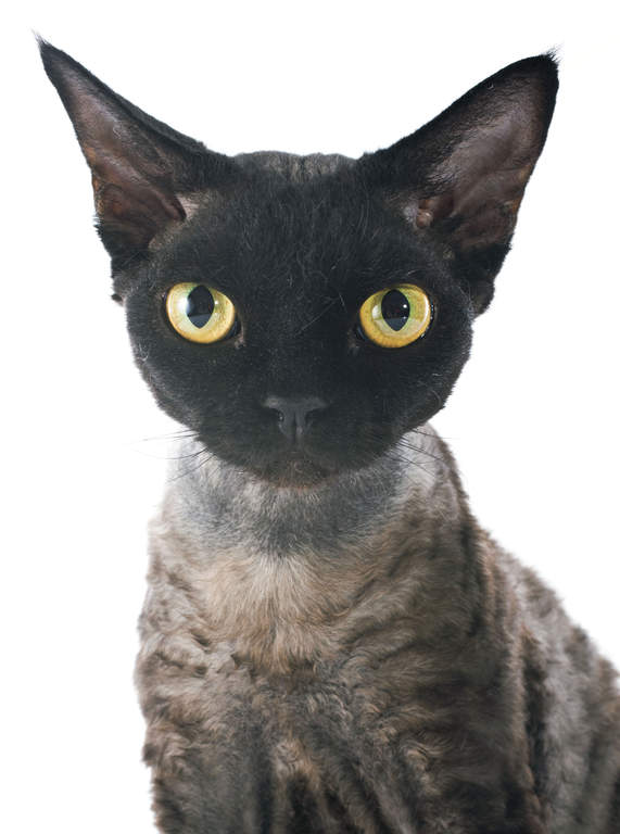 Devon Rex | Katter | Rasinformations | Omlet