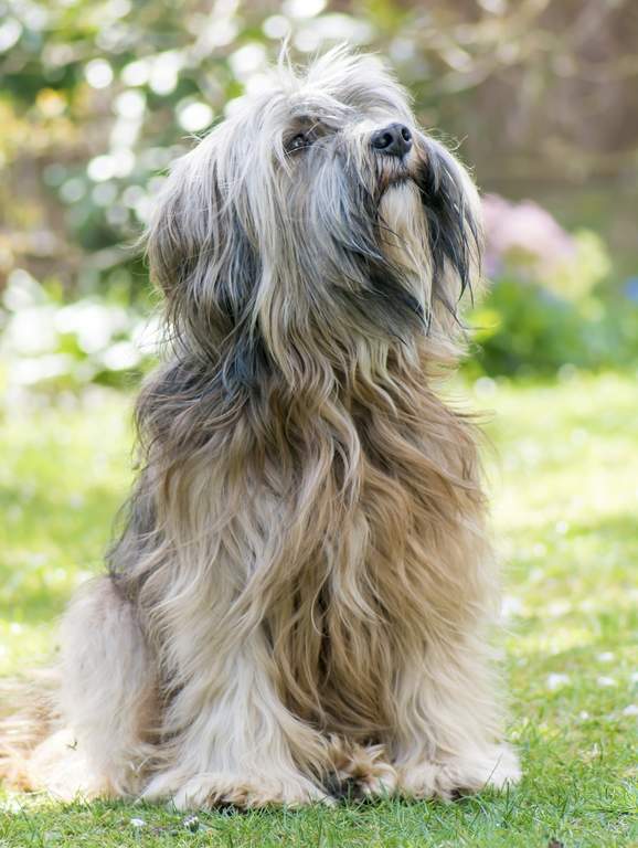 Tibetansk terrier Hundar Hundraser