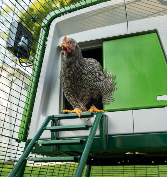 Kyckling som kommer ut genom en automatisk dörr på en Eglu Cube