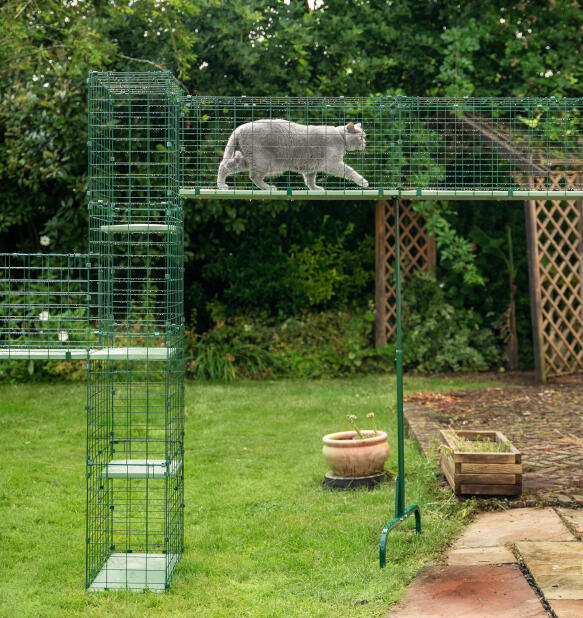 Stor katt som använder Omlet catio tunnel cat walkway med stativ