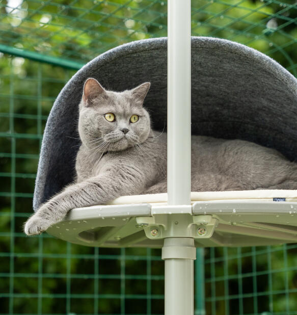 Grå katt som vilar i ett utomhus Freestyle holk