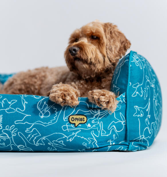 Brun hund som ligger i en Omlet bädd i blågrönt